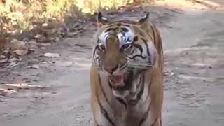 Tiger Roar At Tadoba National Park [upl. by Mehetabel]