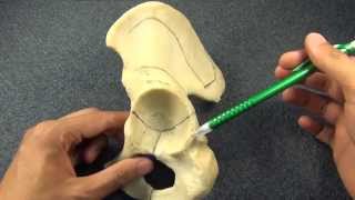 Os Coxae Anatomy and Osteology [upl. by Grew]