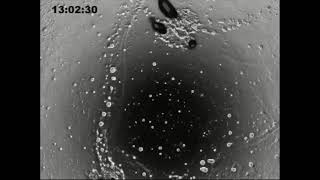 Dictyostelium discoideum developmentcombined videos from David Knecht and Rex Chisholm labs [upl. by Ema]