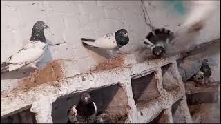 Mix Best breeding pigeons for sale0331 4957619 [upl. by Valry]