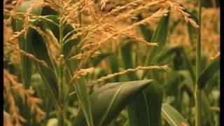 How To Grow Corn In Southern New Mexico [upl. by Blair]