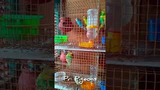 🐦⭕cuttlefish bone for birds 🦜  கனவா மீன் ஓடு  birds breeding tips [upl. by Gavrah]