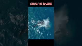 ORCA vs Shark Which Sea MONSTER Reigns Supreme [upl. by Aili686]