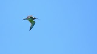 Curlew Country [upl. by Rothberg540]