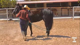 ARRENDANDO UN CABALLO PASO POR PASO CON MARTIN LOZA parientesdelrancho caballoscuartodemilla [upl. by Richers]