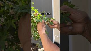 How to Bend Wimpy Bonsai Branches bonsai bonsaitree bonsaitips plants gardening tips shorts [upl. by Puttergill407]