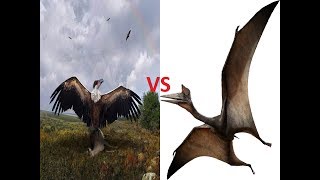 Argentavis Magnificens vs Quetzalcoatlus [upl. by Ulberto]