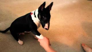 Miniature bull terrier puppy performing tricks [upl. by Blessington]