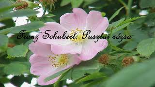 Franz Schubert  Pusztai rózsa [upl. by Ellehc]