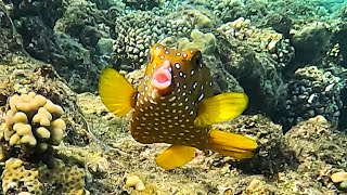 Yellow boxfish Ostracion cubicus Cube trunkfish Cubical boxfish 4K [upl. by Kosaka317]