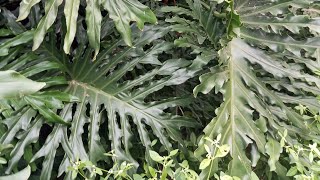 philodendron selloum how to care Thaumatophyllum plant tips 👌🌿😍 [upl. by Fontana]