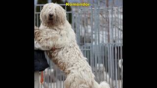 Komondor la mejor raza de perro guardián youtube youtubeshorts shorts [upl. by Blackmun]