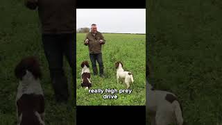 Do You Struggle To Keep Your Spaniel Under Control Watch This springerspaniel dogtrainer dogs [upl. by Malka521]