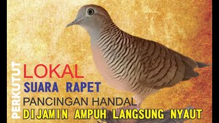 Pancingan Perkutut LOKAL GACOR suara rapet memanggil cocok untuk masteran LANGSUNG bikin nyaut 110 [upl. by Okimuk74]