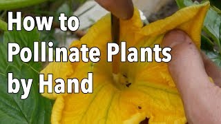 Hand Pollination How to Pollinate Plants by Hand [upl. by Brendis92]