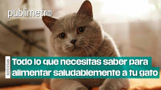 Todo lo que necesitas saber para alimentar saludablemente a tu gato [upl. by Ardnasirhc]