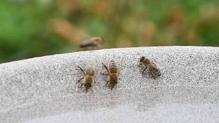 Denk Vogeltränke mit Bienen [upl. by Podvin]