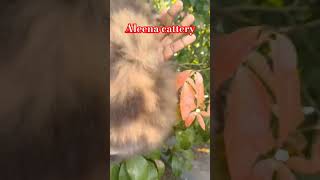 Calico extreme  kitten catlover cat catszone catbreed cute catcat shortsvideo [upl. by Yeldud883]