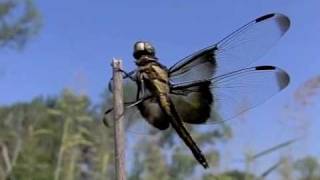 Dragonfly action in slow motion [upl. by Nylinej]