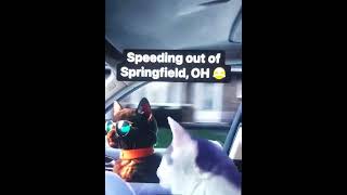 Cats Hauling Ass Out Of Springfield Ohio [upl. by Filmore]