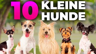 10 kleine Hunderassen für große Hundeliebhaber [upl. by Naehgem319]