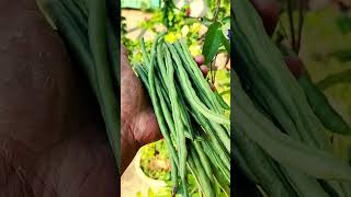 The Impressive Lobia Growth  लोबिया बरबती की ग्रोथ shorts gardeningtips vegetablegarden [upl. by Waxman813]