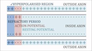 Action Potential Resting Potential amp Refractory Period [upl. by Dart]