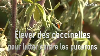 Elever des coccinelles [upl. by Secrest]