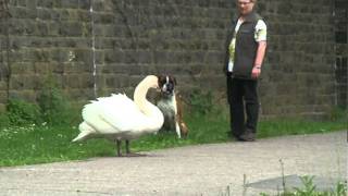 Schwan und Hund [upl. by Fesoy]