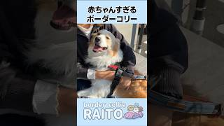 大好きなママが襲われた時の犬の行動に驚きが隠せません…【ボーダーコリー•ゴールデンレトリバー】 shorts [upl. by Firestone632]