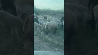 Goats Sheep Crossing Ranch Road [upl. by Aynor52]