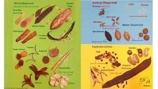 Methods of Seed Dispersal [upl. by Anor]