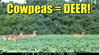 Cowpeas For Deer Update With Deer Pics amp Video [upl. by Ahsemik]