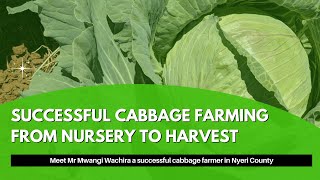 Successful Cabbage Farming  from Nursery to Harvest Swahili [upl. by Aivon]