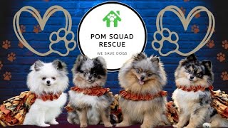 Episode 55 Volunteering with the Pom Squad [upl. by Niko]