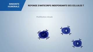 IMMUNITE HUMORALE REPONSE DANTICORPS INDEPENDANTS DES CELLULES T [upl. by Vaclava]