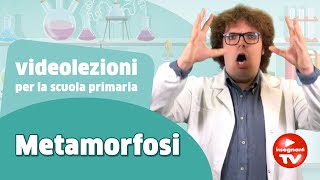 Videolezione la metamorfosi  Renato lo scienziato Renatoloscienziato [upl. by Rramo]