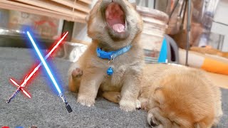 Tiny Hiccups sound like lazer beams from Star Wars 😆 [upl. by Fifi]