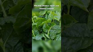 malbar spinach basale soppu our terrace garden [upl. by Lewiss204]