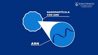 ¿Cómo funcionan las vacunas de ARNm Esto es lo que debe saber [upl. by Anirat]