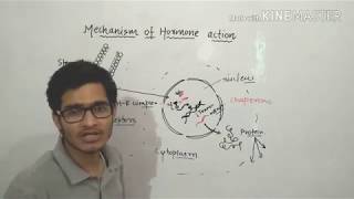 Mechanism of action of steroid hormones in detail [upl. by Dickinson]