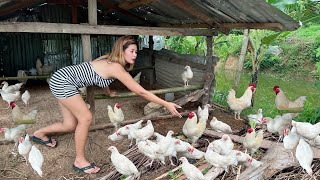 Maganda ba mag  alaga nang RHODE ISLAND WHITE heritage Chickens [upl. by Hettie]