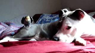 The Birds amp the Bulls Tales of a Cockatiel and an American Pit Bull Terrier [upl. by Siegler]