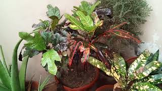 CROTON Plant Grow  Care Tips UrduHindi [upl. by Mailliw]