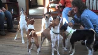 Basenji Chorus [upl. by Kristoffer438]