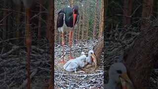 P215 Review birds nest life mom birds brings food to feed her babies in their nest birdslover [upl. by Spoor333]