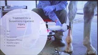 Suspensory Ligament Injuries in Horses [upl. by Surtemed]