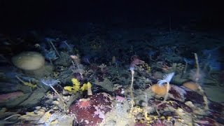 Colorful World Revealed Under Antarcticas Sea Ice [upl. by Bidle]