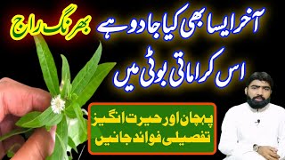 Bhringraj health benefits in urdu  how to use bangra in urdu  bhringraj kia ha  بھنگرا کے فوائد [upl. by Cousin489]