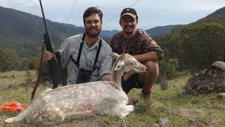 White Fallow Deer Hunt [upl. by Connelley]